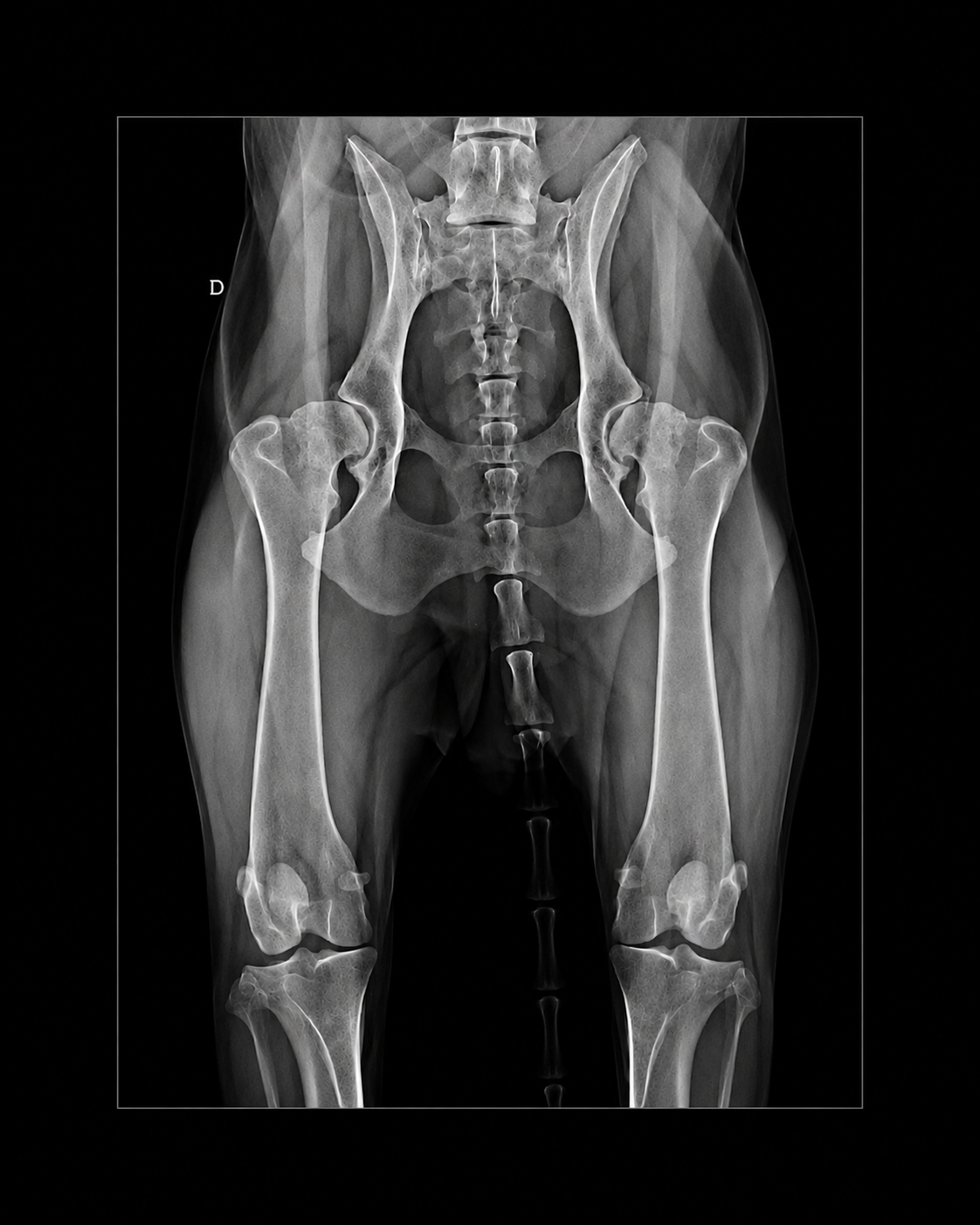 Exame de radiografia digital evidenciando displasia coxofemoral em cão de grande porte no hospital veterinário Fauna.